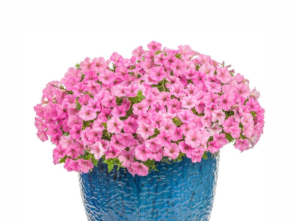 Supertunia Vista BubbleGum